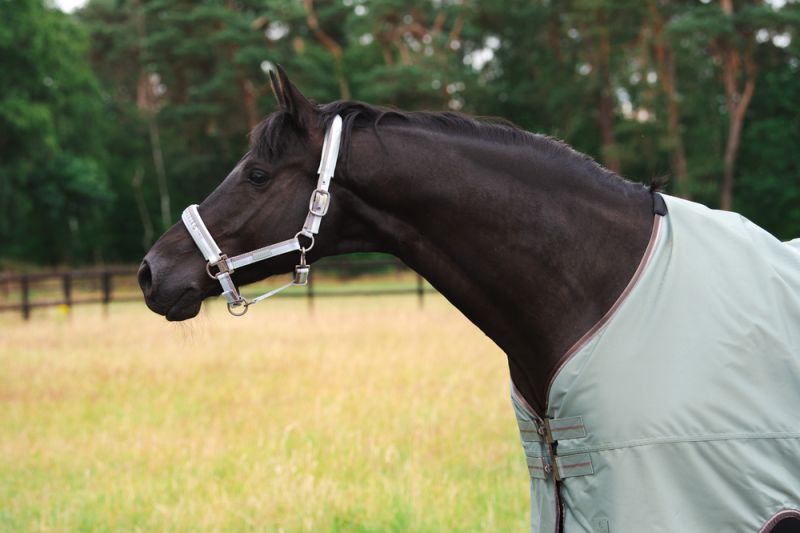 Pikeur GAMMA 840D Blitzverkäufe