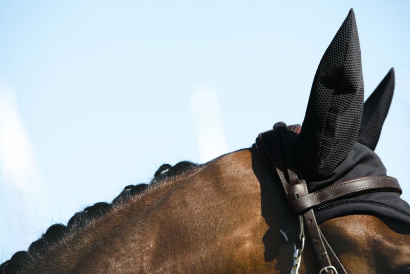Pikeur SPORT im Angebot