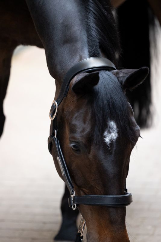 Pikeur LEATHER STALLION Angebote