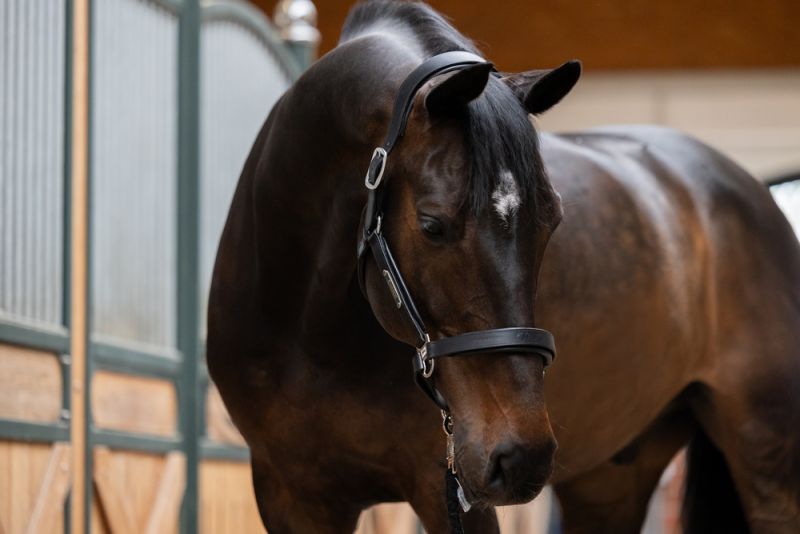 Pikeur LEATHER STALLION Angebote