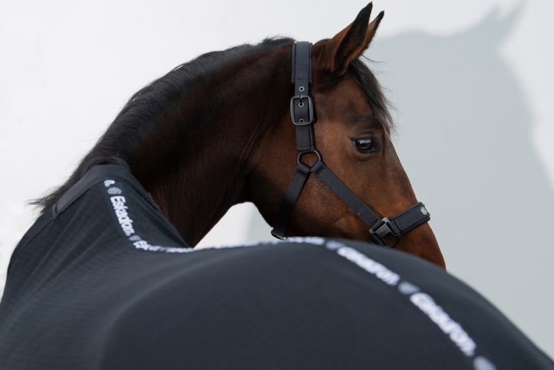 Pikeur Double-Pin Schlussverkauf