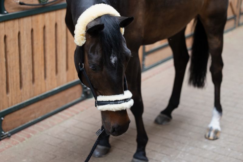 Pikeur LAMBSKIN PIN BUCKLE Fabrikverkauf