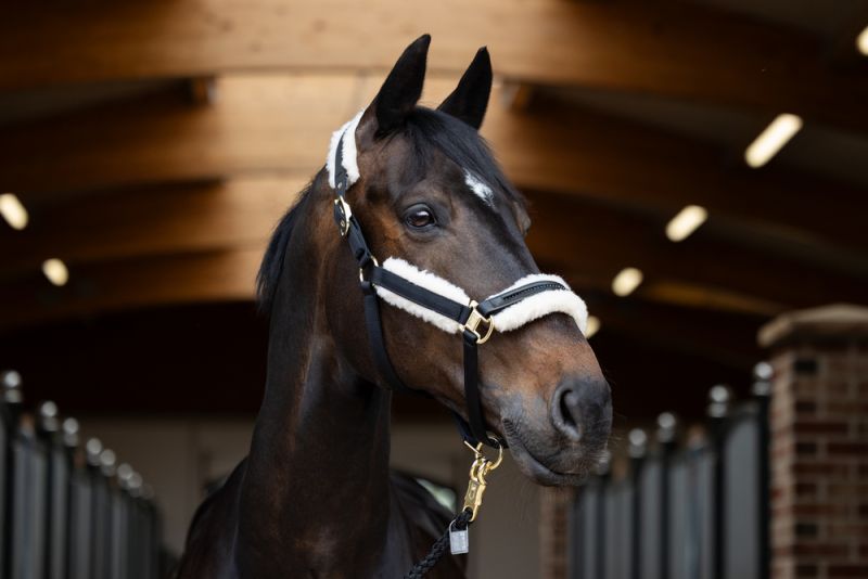Pikeur EVO WOOL DOUBLEPIN Online